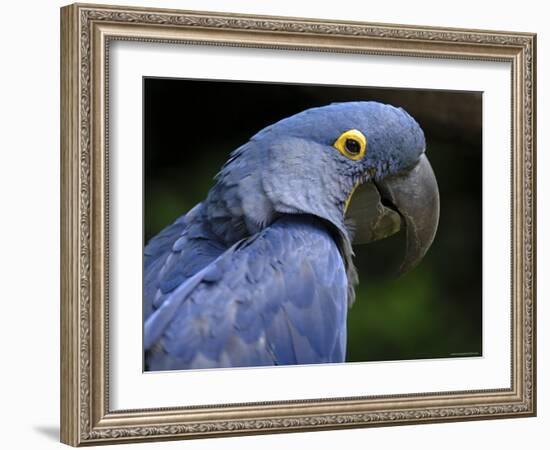 Hyacinth Macaw, Head Profile-Eric Baccega-Framed Photographic Print