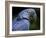 Hyacinth Macaw, Head Profile-Eric Baccega-Framed Photographic Print