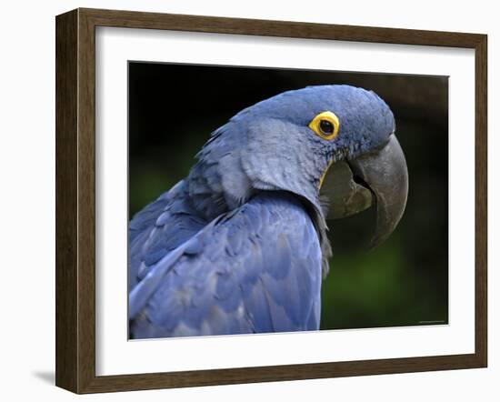 Hyacinth Macaw, Head Profile-Eric Baccega-Framed Photographic Print