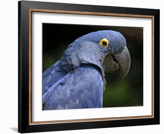 Hyacinth Macaw, Head Profile-Eric Baccega-Framed Photographic Print