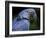 Hyacinth Macaw, Head Profile-Eric Baccega-Framed Photographic Print