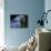Hyacinth Macaw, Head Profile-Eric Baccega-Photographic Print displayed on a wall
