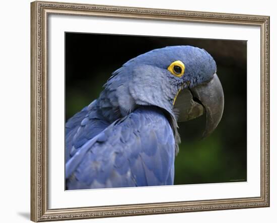 Hyacinth Macaw, Head Profile-Eric Baccega-Framed Photographic Print