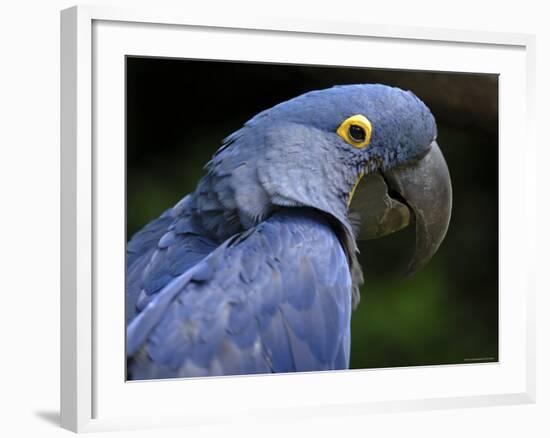 Hyacinth Macaw, Head Profile-Eric Baccega-Framed Photographic Print