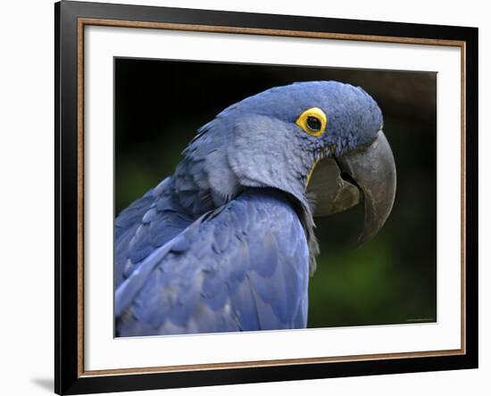 Hyacinth Macaw, Head Profile-Eric Baccega-Framed Photographic Print