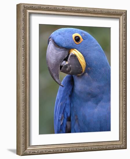 Hyacinth Macaw, Iucn Red List of Endangered Species-Eric Baccega-Framed Photographic Print