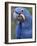 Hyacinth Macaw, Iucn Red List of Endangered Species-Eric Baccega-Framed Photographic Print