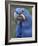 Hyacinth Macaw, Iucn Red List of Endangered Species-Eric Baccega-Framed Photographic Print