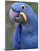 Hyacinth Macaw, Iucn Red List of Endangered Species-Eric Baccega-Mounted Photographic Print