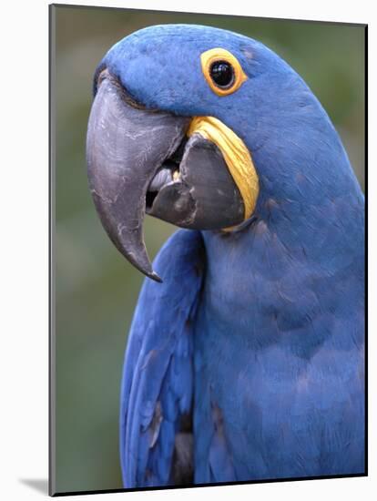 Hyacinth Macaw, Iucn Red List of Endangered Species-Eric Baccega-Mounted Photographic Print