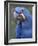 Hyacinth Macaw, Iucn Red List of Endangered Species-Eric Baccega-Framed Photographic Print