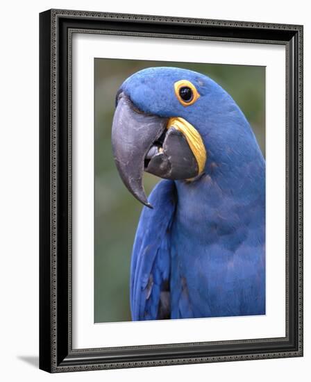 Hyacinth Macaw, Iucn Red List of Endangered Species-Eric Baccega-Framed Photographic Print