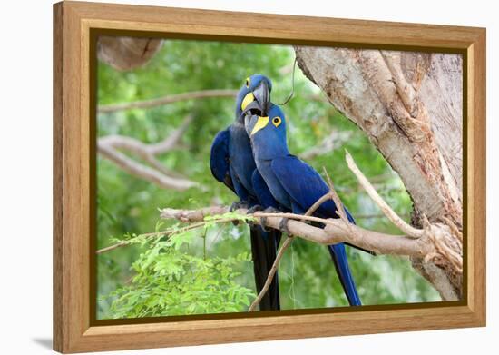 Hyacinth Macaw Love-Howard Ruby-Framed Premier Image Canvas