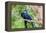 Hyacinth Macaw Love-Howard Ruby-Framed Premier Image Canvas