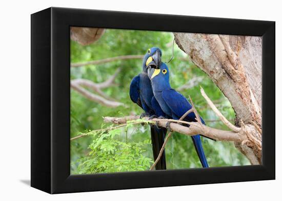 Hyacinth Macaw Love-Howard Ruby-Framed Premier Image Canvas