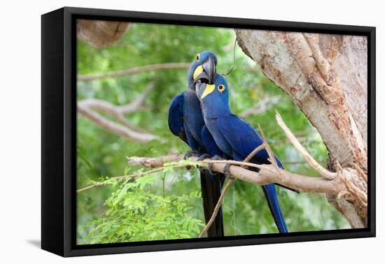 Hyacinth Macaw Love-Howard Ruby-Framed Premier Image Canvas