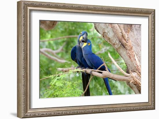 Hyacinth Macaw Love-Howard Ruby-Framed Photographic Print