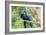 Hyacinth Macaw Love-Howard Ruby-Framed Photographic Print