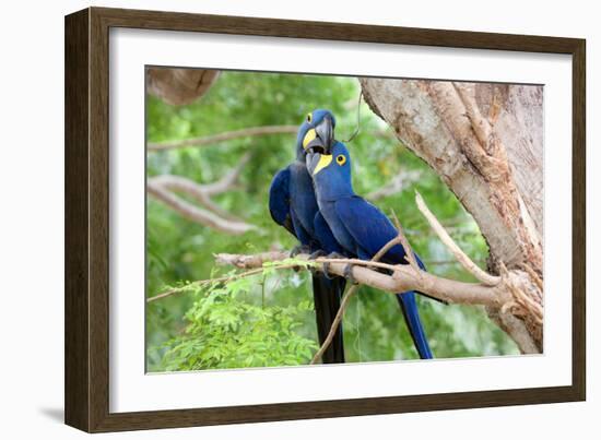 Hyacinth Macaw Love-Howard Ruby-Framed Photographic Print