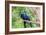 Hyacinth Macaw Love-Howard Ruby-Framed Photographic Print