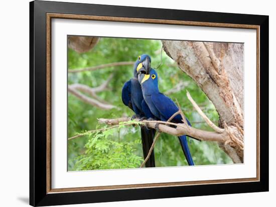 Hyacinth Macaw Love-Howard Ruby-Framed Photographic Print