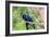 Hyacinth Macaw Love-Howard Ruby-Framed Photographic Print