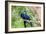 Hyacinth Macaw Love-Howard Ruby-Framed Photographic Print