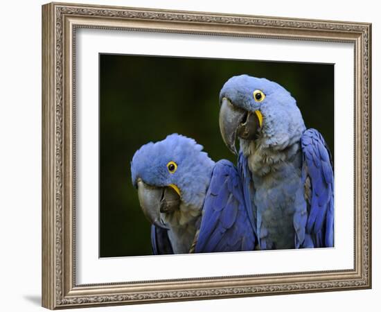 Hyacinth Macaw Pair, from South America, Endangered-Eric Baccega-Framed Photographic Print