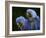 Hyacinth Macaw Pair, from South America, Endangered-Eric Baccega-Framed Photographic Print