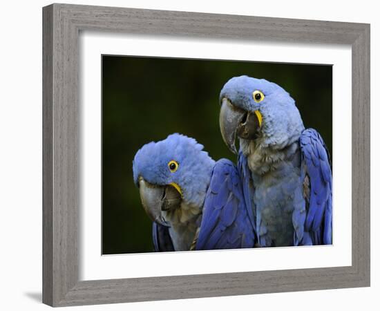 Hyacinth Macaw Pair, from South America, Endangered-Eric Baccega-Framed Photographic Print