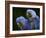 Hyacinth Macaw Pair, from South America, Endangered-Eric Baccega-Framed Photographic Print