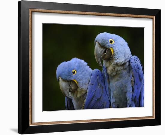 Hyacinth Macaw Pair, from South America, Endangered-Eric Baccega-Framed Photographic Print