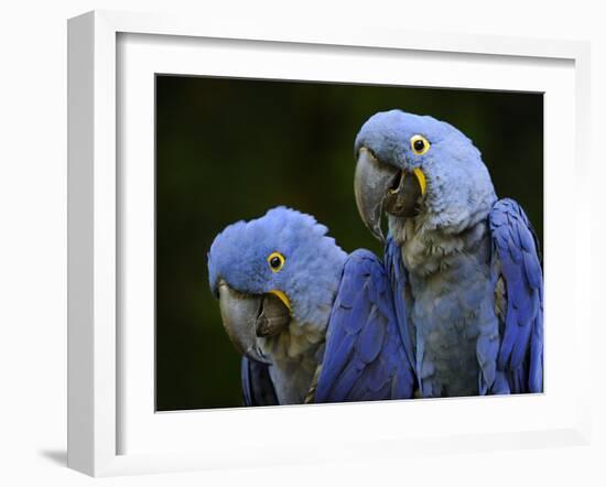 Hyacinth Macaw Pair, from South America, Endangered-Eric Baccega-Framed Photographic Print