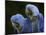 Hyacinth Macaw Pair, from South America, Endangered-Eric Baccega-Mounted Photographic Print