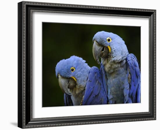 Hyacinth Macaw Pair, from South America, Endangered-Eric Baccega-Framed Photographic Print