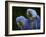 Hyacinth Macaw Pair, from South America, Endangered-Eric Baccega-Framed Photographic Print