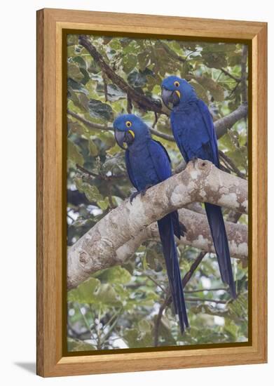 Hyacinth Macaw pair-Ken Archer-Framed Premier Image Canvas