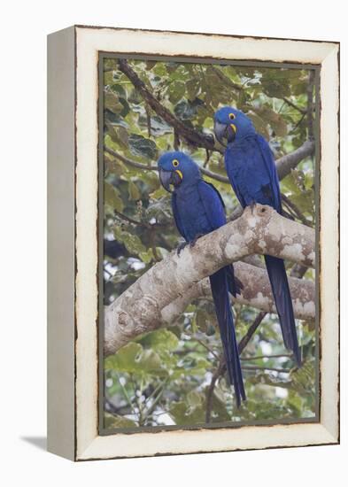 Hyacinth Macaw pair-Ken Archer-Framed Premier Image Canvas