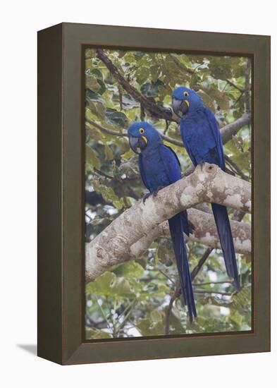 Hyacinth Macaw pair-Ken Archer-Framed Premier Image Canvas