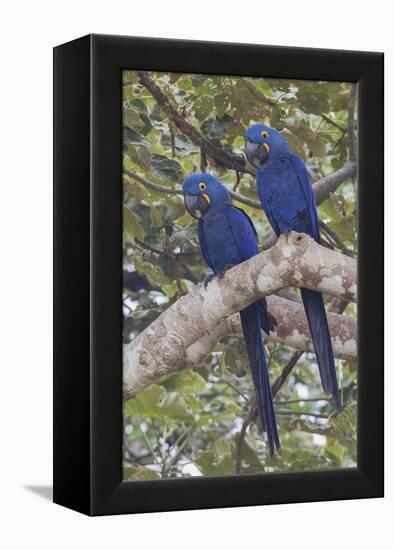 Hyacinth Macaw pair-Ken Archer-Framed Premier Image Canvas