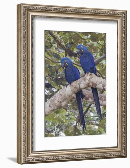 Hyacinth Macaw pair-Ken Archer-Framed Photographic Print