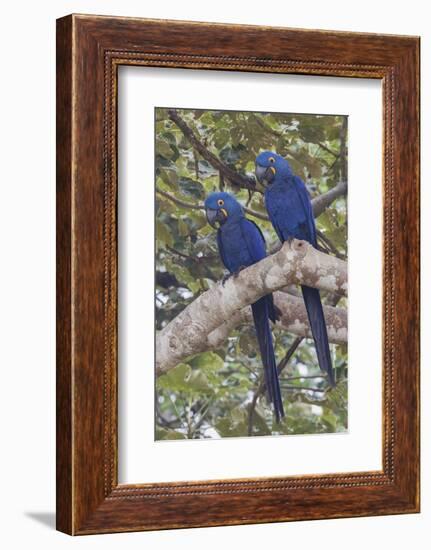 Hyacinth Macaw pair-Ken Archer-Framed Photographic Print