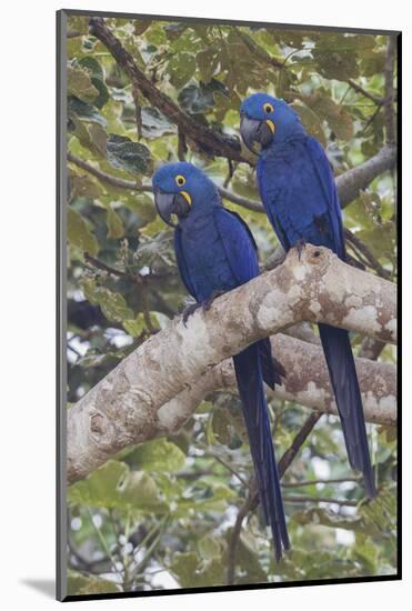 Hyacinth Macaw pair-Ken Archer-Mounted Photographic Print