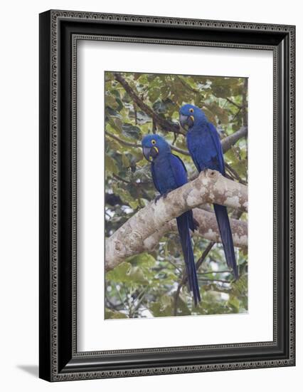 Hyacinth Macaw pair-Ken Archer-Framed Photographic Print