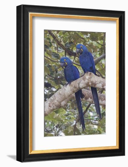 Hyacinth Macaw pair-Ken Archer-Framed Photographic Print