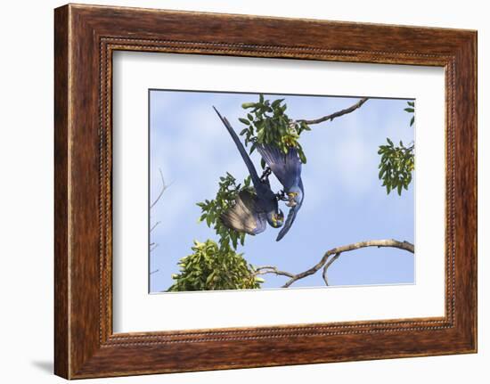 Hyacinth Macaw two playing upside down, Pantanal, Brazil-Suzi Eszterhas-Framed Photographic Print