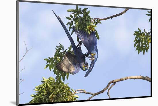 Hyacinth Macaw two playing upside down, Pantanal, Brazil-Suzi Eszterhas-Mounted Photographic Print