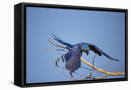 Hyacinth Macaw-Joe McDonald-Framed Premier Image Canvas