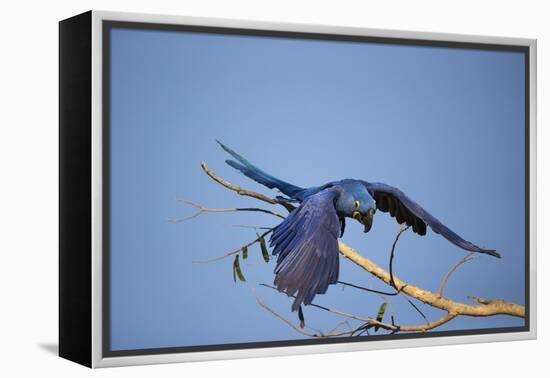 Hyacinth Macaw-Joe McDonald-Framed Premier Image Canvas