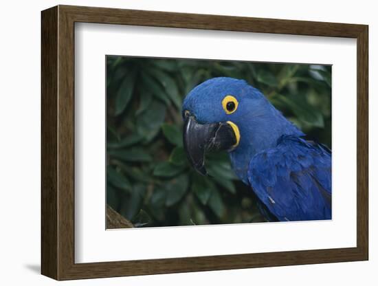 Hyacinth Macaw-DLILLC-Framed Photographic Print